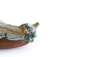 Close-up view of a moldy spoiled eggplant, with effects of decay and fungal growth. The vegetable skin is discolored and covered in white mold. Isolated on white background. Copy space. Includes path photo