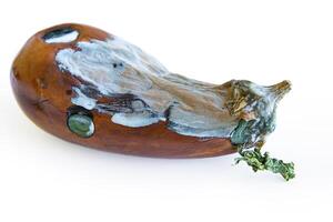 Detailed capture of the decaying eggplant covered in mold, highlighting the natural process of decomposition. Vegetable surface overtaken by white and grey fungal growth. Isolated on white background photo