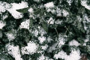 Selective focus. First snow on a frozen field plants, late autumn close-up. Beautiful abstract frozen microcosmos pattern. Freezing weather frost action in nature. Floral backdrop. photo