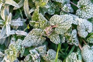 Selective focus. First frost on a frozen field plants, late autumn close-up. Beautiful abstract frozen microcosmos pattern. Freezing weather frost action in nature. Floral backdrop. photo