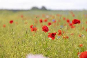 Image of poppy field in bloom during the day in springtime photo