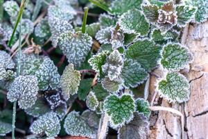 Selective focus. First frost on a frozen field plants, late autumn close-up. Beautiful abstract frozen microcosmos pattern. Freezing weather frost action in nature. Floral backdrop. photo