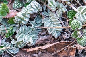 Selective focus. First frost on a frozen field plants, late autumn close-up. Beautiful abstract frozen microcosmos pattern. Freezing weather frost action in nature. Floral backdrop. photo