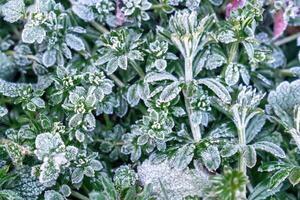 Selective focus. First frost on a frozen field plants, late autumn close-up. Beautiful abstract frozen microcosmos pattern. Freezing weather frost action in nature. Floral backdrop. photo