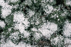 Selective focus. First snow on a frozen field plants, late autumn close-up. Beautiful abstract frozen microcosmos pattern. Freezing weather frost action in nature. Floral backdrop. photo