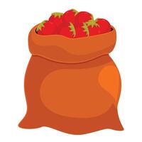 Full burlap sack overflowing with freshly picked ripe red tomatoes vector