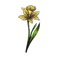 spring daffodil sketch hand drawn vector