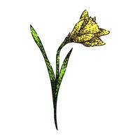 bloom daffodil sketch hand drawn vector