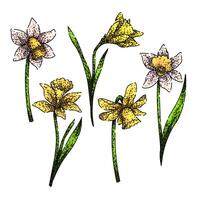 daffodil set sketch hand drawn vector