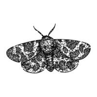 camouflage night moth sketch hand drawn vector