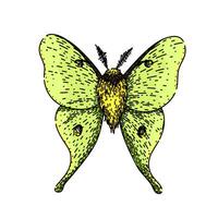metamorphosis night moth sketch hand drawn vector