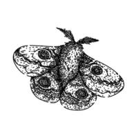 antennae night moth sketch hand drawn vector