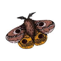 antennae night moth sketch hand drawn vector