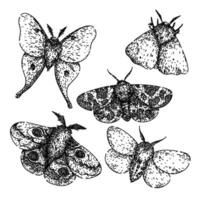 night moth set sketch hand drawn vector