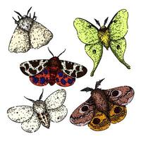 night moth set sketch hand drawn vector
