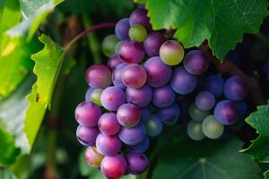 Vibrant close-up shot capturing ripe grapes on the vine, with a play of light and shadow photo