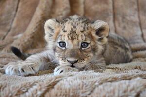 Adorable lion cub resting on soft blanket photo