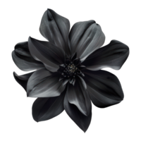 Black flower tulip isolated on a transparent background. , cutout, or clipping path. png
