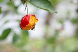 Close-up of an insect eats ripe red cherry hanging from a branch. photo