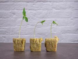 Growing marijuana seedling in rock wool with the hydroponic system placed on a vintage floor with white brick background. Cannabis plantation and medical concept photo