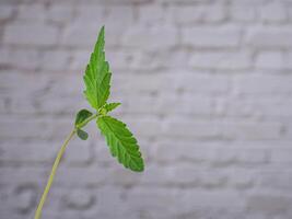 Close-up of marijuana leaves with white brick wall background. Concept of cannabis plantation and medical photo