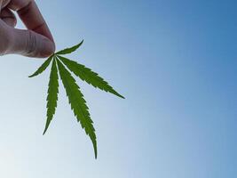 Hand of holding cannabis leaf with the sky background. The texture of marijuana leaves. Close-up photo with copy space for text. Concept of cannabis plantation for medical