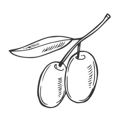 olive tree branch with leaves and olives fruit. Hand painted outline floral illustration, contours without color fill for logo, package design, greetings, wallpapers, print