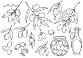 Olive hand drawn sketch set in doodle style isolated on white background. Olive line art set of branch, glass bottle of oil, olives on a stick. vector
