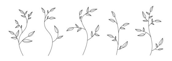 Minimalist Line Art of Leafy Branch Stems vector