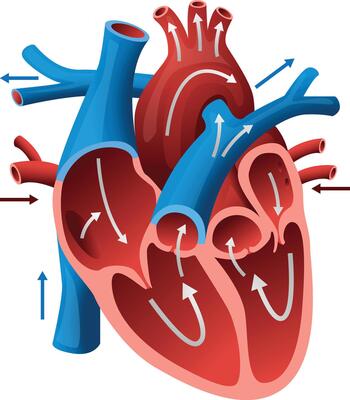 Anatomy of the human heart. Cross sectional diagram of the heart with no label