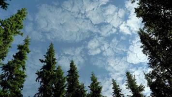 View of the sky from below to above near the spruce trees and insects video