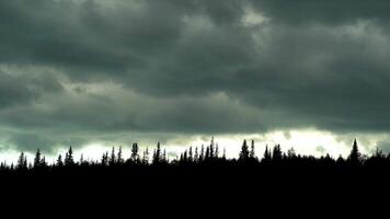 Black tops of spruce trees against the backdrop of menacing clouds video