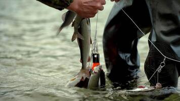 Fishermen hang fish on the hooks of a trap video
