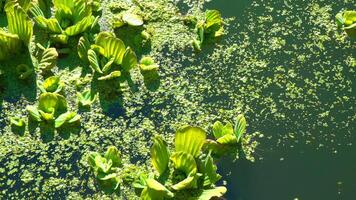 Floating aquatic plants Pistia stratiotes among duckweed and Wolffia in a stagnant pond video