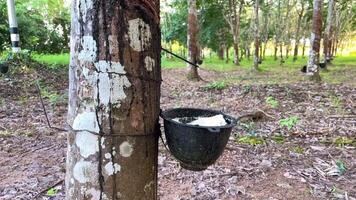 Natural Latex Slowly Dripping From A Rubber Tree, Rubber tapping until latex is slowly dripping from the tree, Close-up of Bowl for collecting latex from a rubber tree video