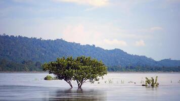 Flooding, The tree is in the middle of an elevated area and is flooded, Strong currents in the rainy season, The water in the river overflowed and flooded the surrounding area video