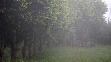 mist flowing through the trees, Mist moving above stream, woods at dawn. Brume floating over water surface, hills covered with trees at sunrise. Aerial view video