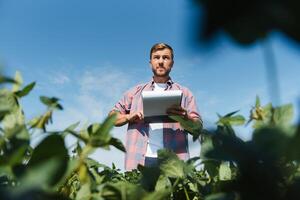 Agronomist inspecting soya bean crops growing in the farm field. Agriculture production concept. young agronomist examines soybean crop on field in summer. Farmer on soybean field photo