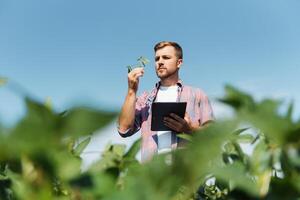 Young handsome agriculture engineer on soybean field with tablet in hands in early summer photo