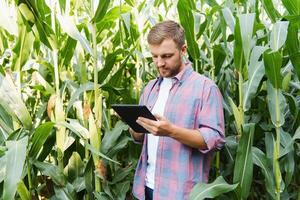 Agronomist holds tablet touch pad computer in the corn field and examining crops before harvesting. Agribusiness concept. Brazilian farm. photo