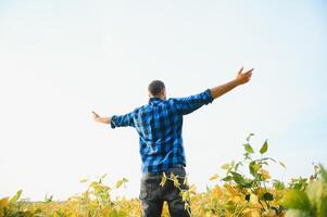 Agronomist inspecting soya bean crops growing in the farm field. Agriculture production concept. young agronomist examines soybean crop on field in summer. Farmer on soybean field photo