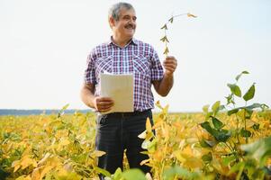 Agronomist inspecting soya bean crops growing in the farm field. Agriculture production concept. young agronomist examines soybean crop on field in summer. Farmer on soybean field photo