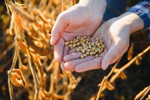 Agronomist inspects soybean crop in agricultural field - Agro concept - farmer in soybean plantation on farm. photo