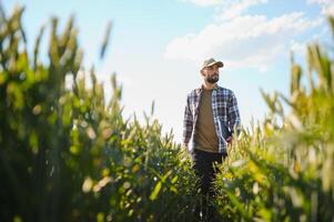 Young farmer standing in a green wheat field examining crop photo