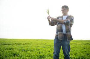 Portrait of senior farmer standing in wheat field examining crop during the day. photo