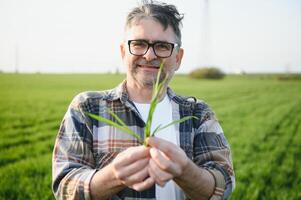 Portrait of senior farmer standing in wheat field examining crop during the day. photo