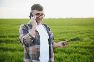 A young farmer inspects the quality of wheat sprouts in the field. The concept of agriculture. photo