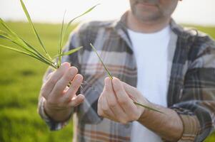 Portrait of senior farmer standing in wheat field examining crop during the day. photo