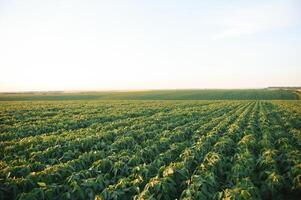 Soy field and soy plants in early morning light. Soy agriculture photo