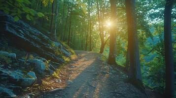 Sunlit Forest Path Winding Through Lush Green Trees photo